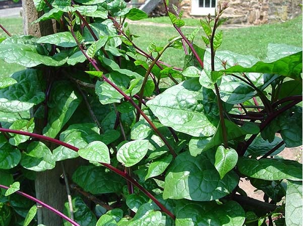 ผักปลังแดง - Red Malabar Spinach