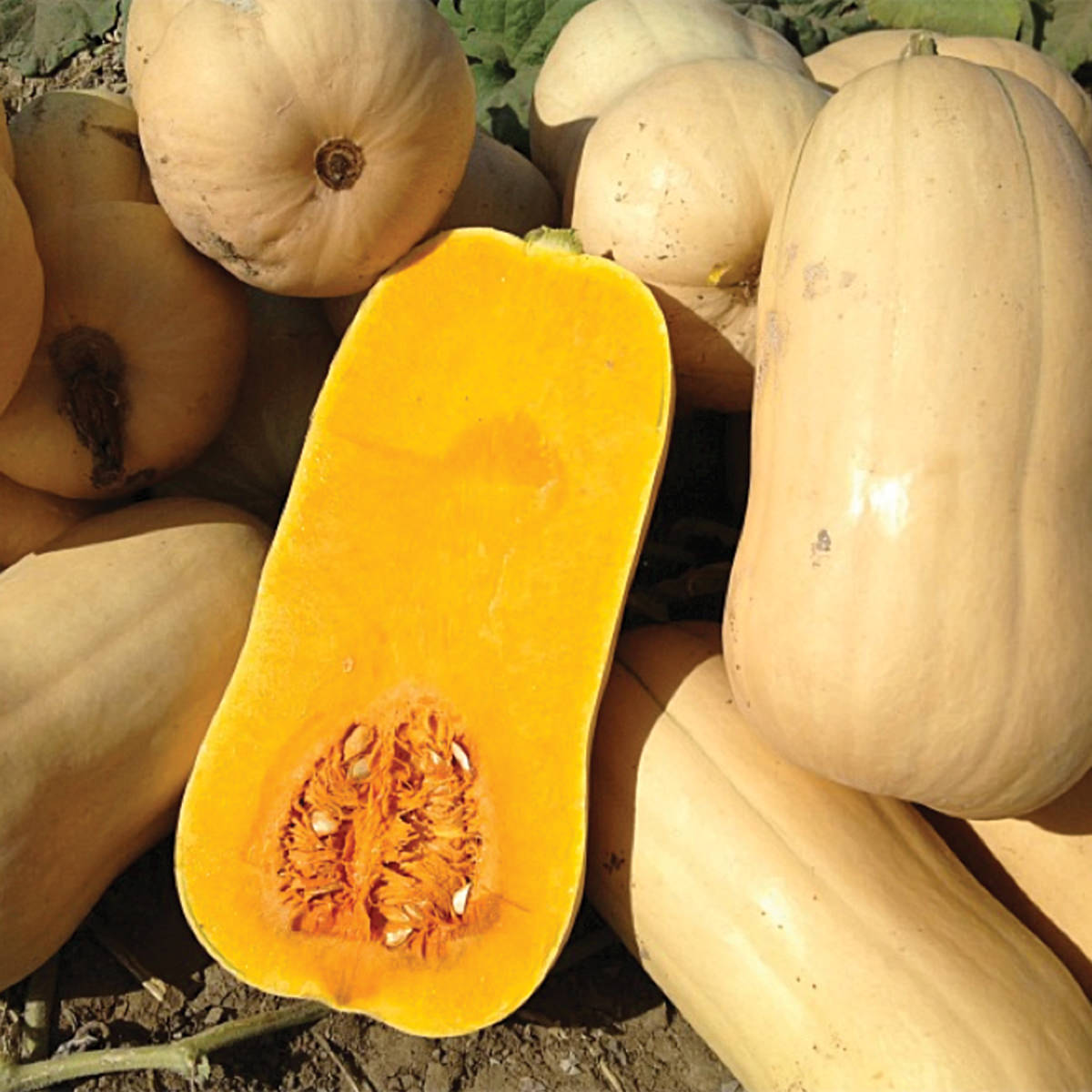 ฟักทองบัตเตอร์นัท นาราแกนเซท - Narragansett F1 Butternut Squash