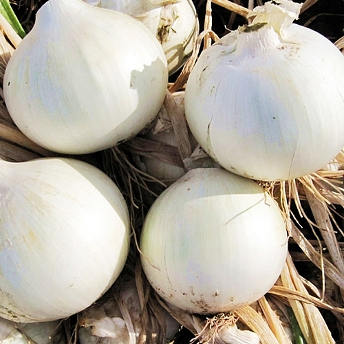 หัวหอมสเปนสีขาว - White Sweet Spanish Onion