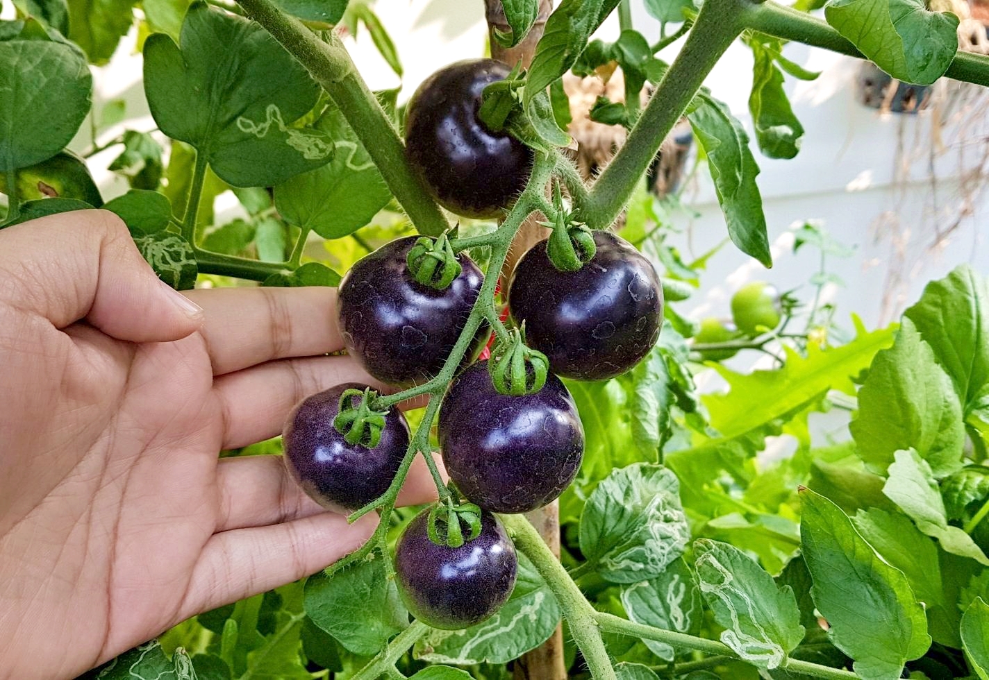 มะเขือเทศสีม่วง - Indigo Rose Purple Tomato Seed