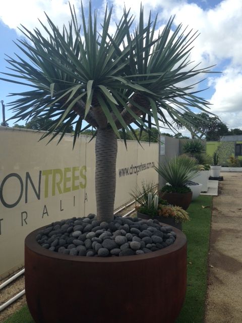 ต้นจันผามังกร - Dragons Tree