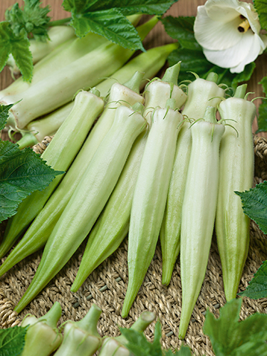 กะเจี๊ยบมอญขาว - Blondy Okra