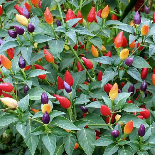 พริกประดับ คละสี - Ornamental Pepper Mix
