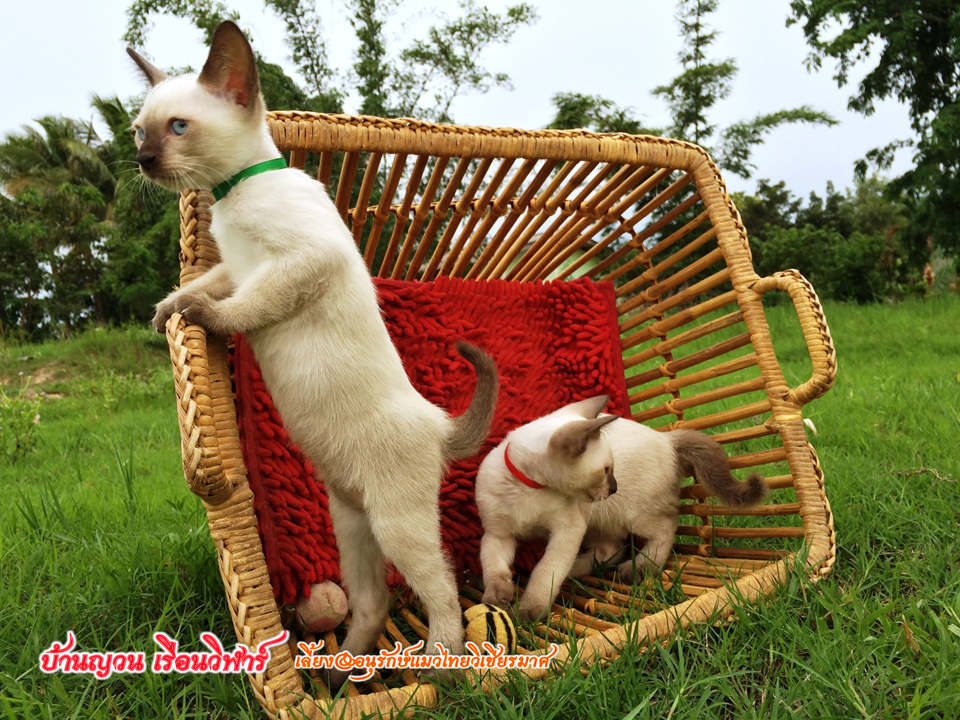 น้องแมว 16/8/2558