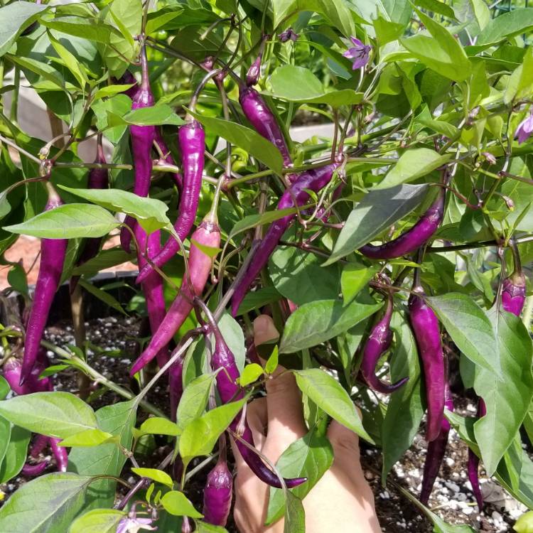 เมล็ดพันธุ์ พริกสีม่วง บูเอน่า มูเลต้า - Buena Mulata Pepper Seed