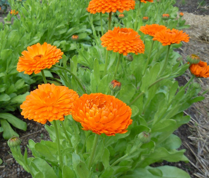 ดอกคาเลนดูล่า คละสี - Mix Calendula Flower
