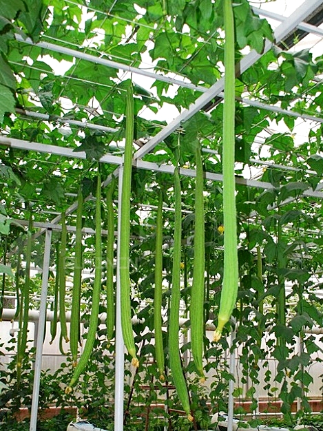 บวบหอมยาวมาก - Extra Long Luffa Sponge Gourd