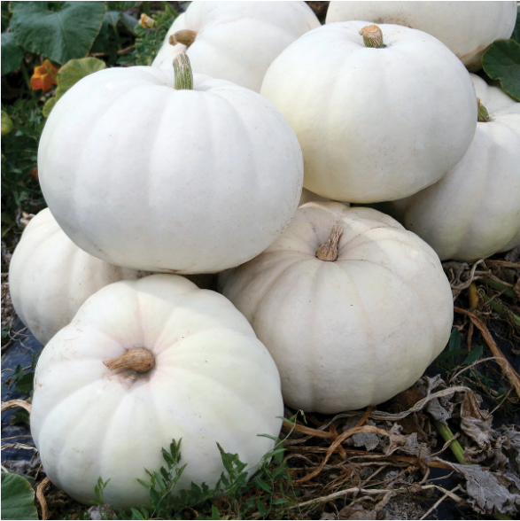 เมล็ดพันธุ์ ฟักทองขาว ลูมิน่า - Lumina Pumpkin Seed