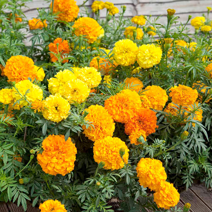 ดอกดาวเรืองคละสี - Mixed Marigold Flower
