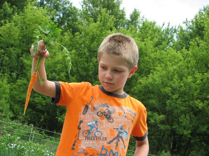 แครอทจิ๋ว - Little Finger Carrot