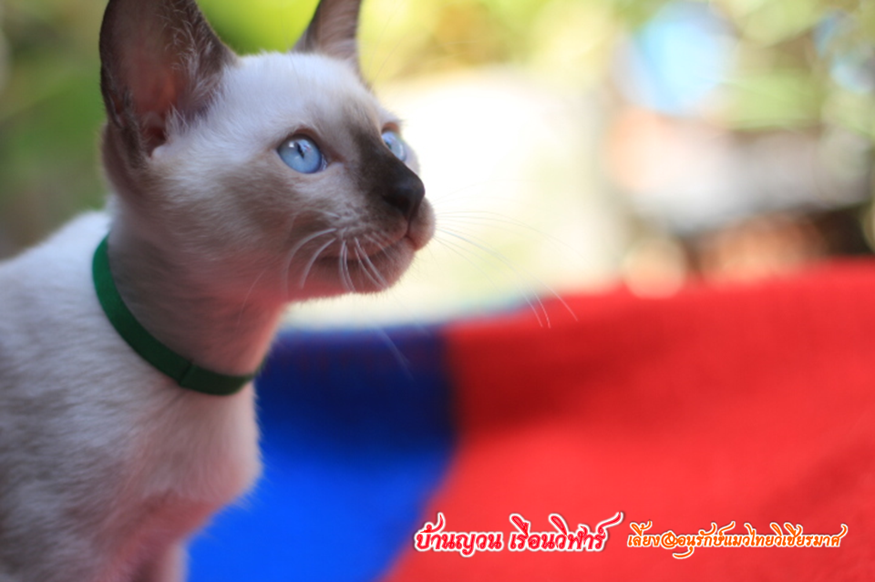 น้องแมวบ้านยวนเรือนวิฬาร์