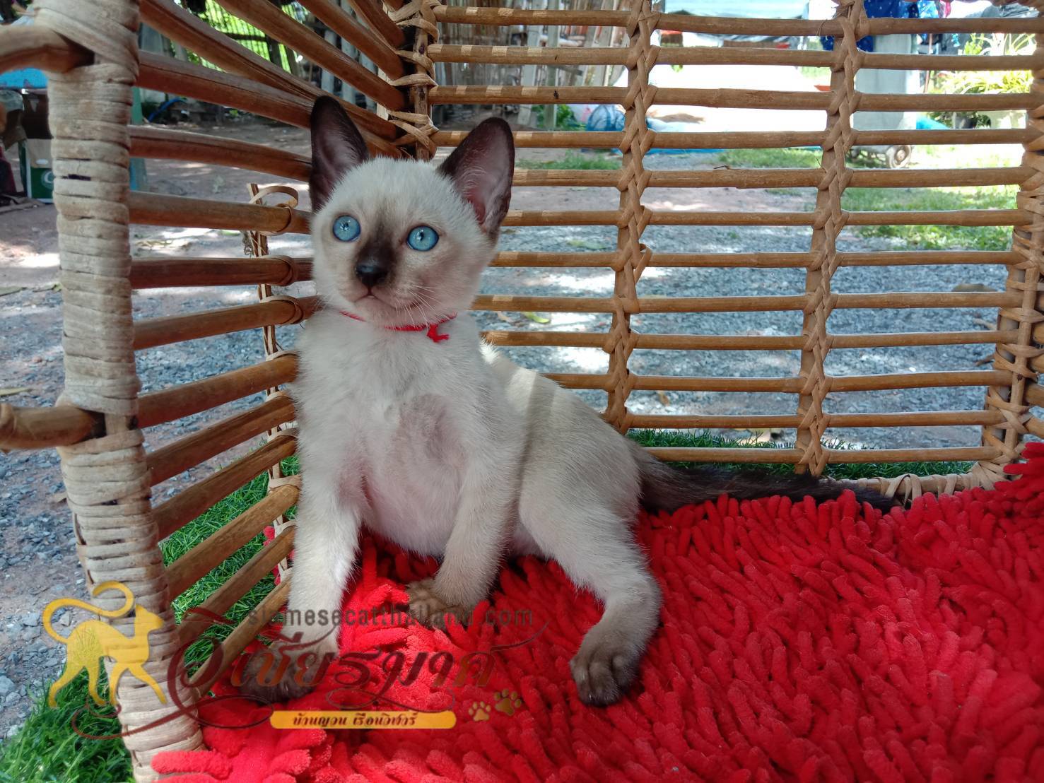 ลูกแมววิเชียรมาศรุ่น 8/2568