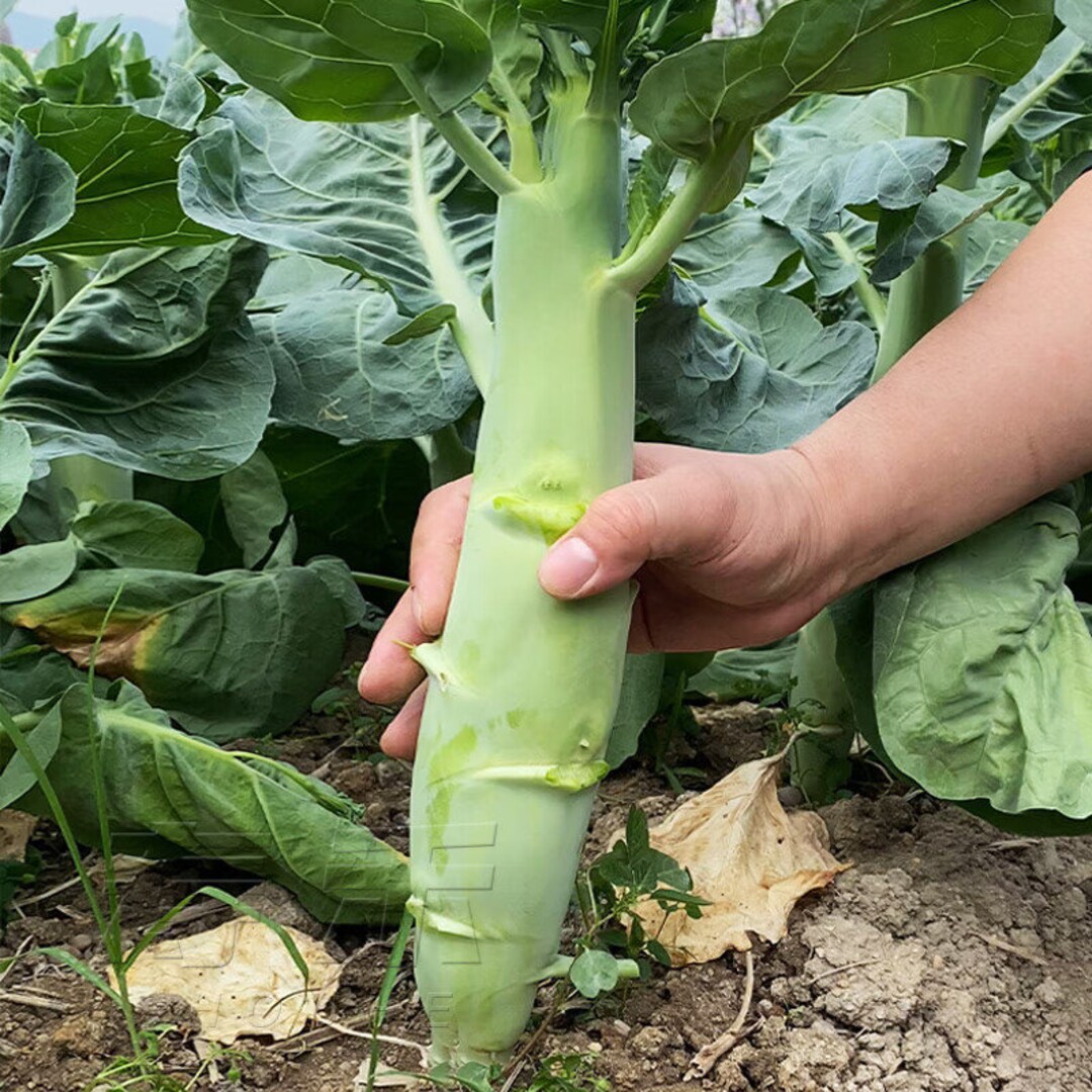 เมล็ดพันธุ์ บล็อคโคลี่บิ๊กสเต็ม ลำต้นอวบอ้วน - Big Stem Broccoli