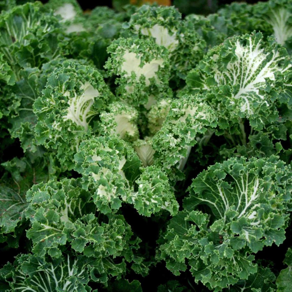 เคล แคสเปอร์ - Casper Kale F1