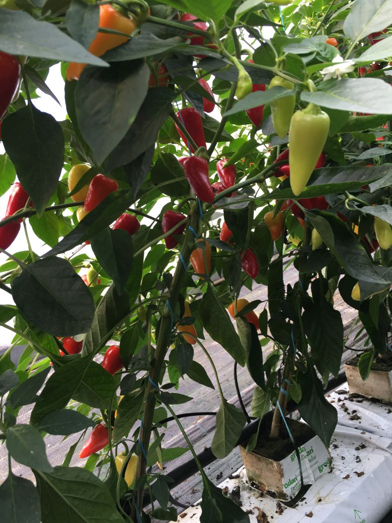 พริกซานตาเฟ่ แกรนด์ - Santa Fe Grande Pepper