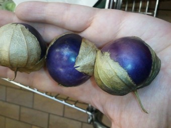 โทมาทิลโล่ สีม่วง - Purple Tomatillo