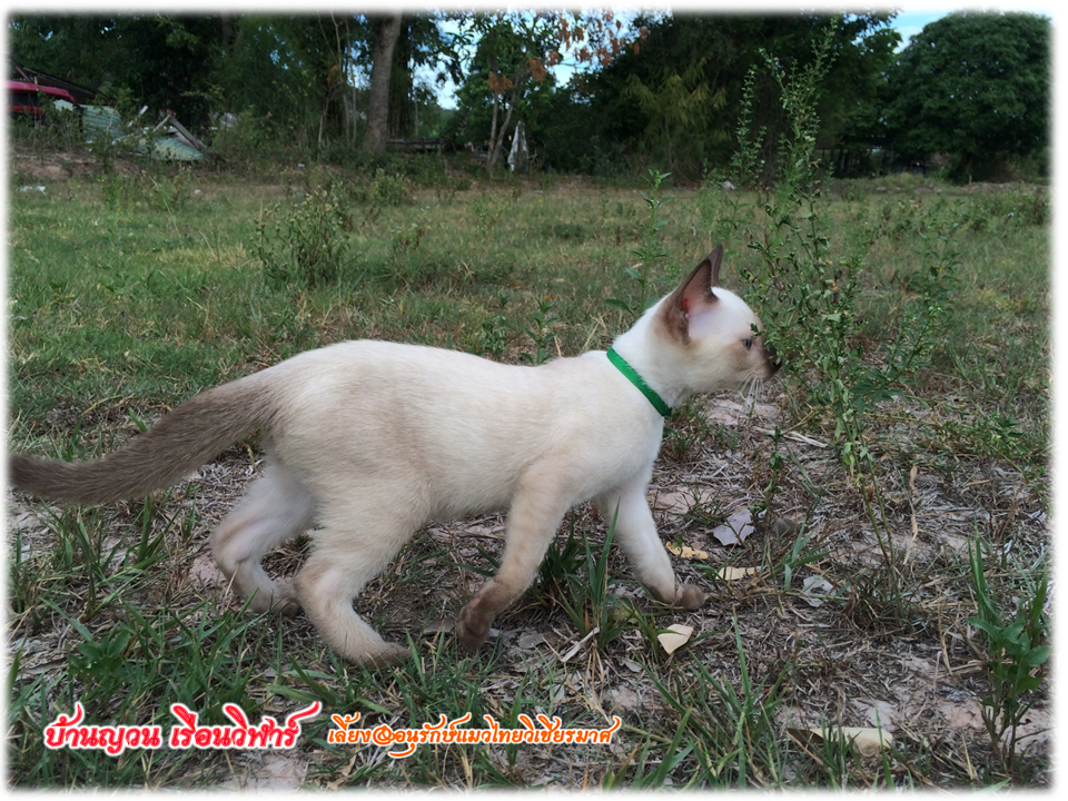 น้องแมว 12/7/2558
