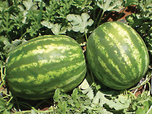 แตงโมคิมสันสวีท - Crimson Sweet Watermelon