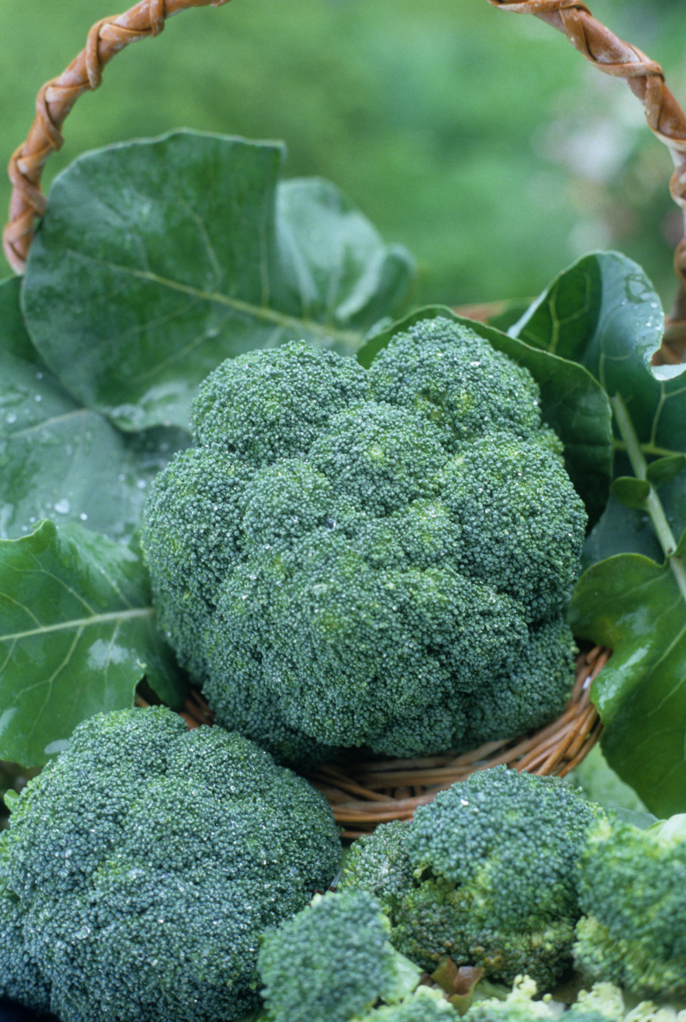 บล็อคโคลี่ พันธุ์ วอทัม29 - Waltham29 Broccoli