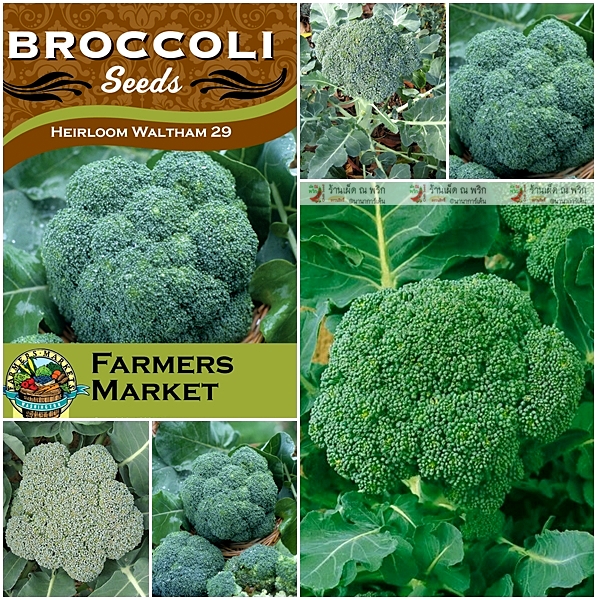 บล็อคโคลี่ พันธุ์ วอทัม29 - Waltham29 Broccoli