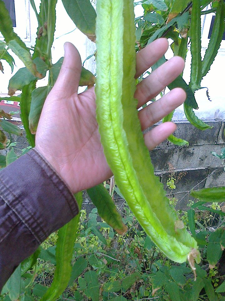 ถั่วพูยักษ์ - Giant Winged Bean