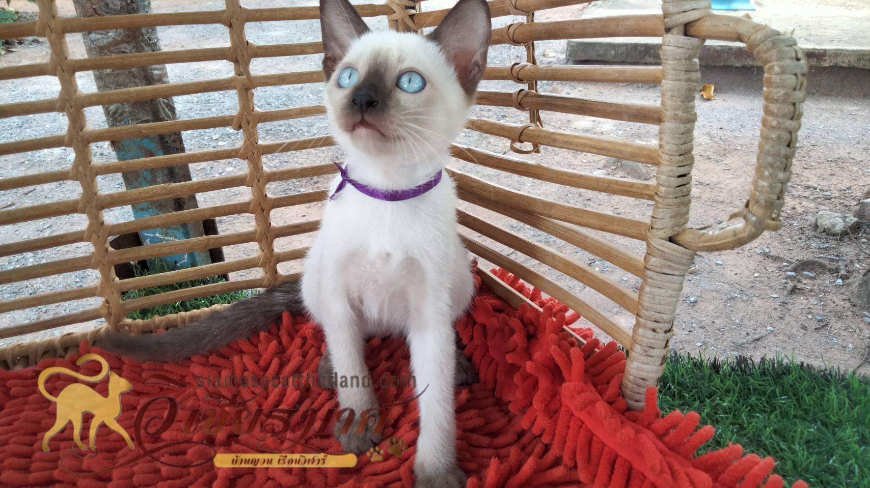 น้องแมวรุ่นใหม่ 6/2566