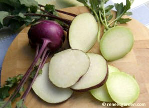 กะหล่ำปม สีเขียว - GREEN VIENNA KOHLRABI