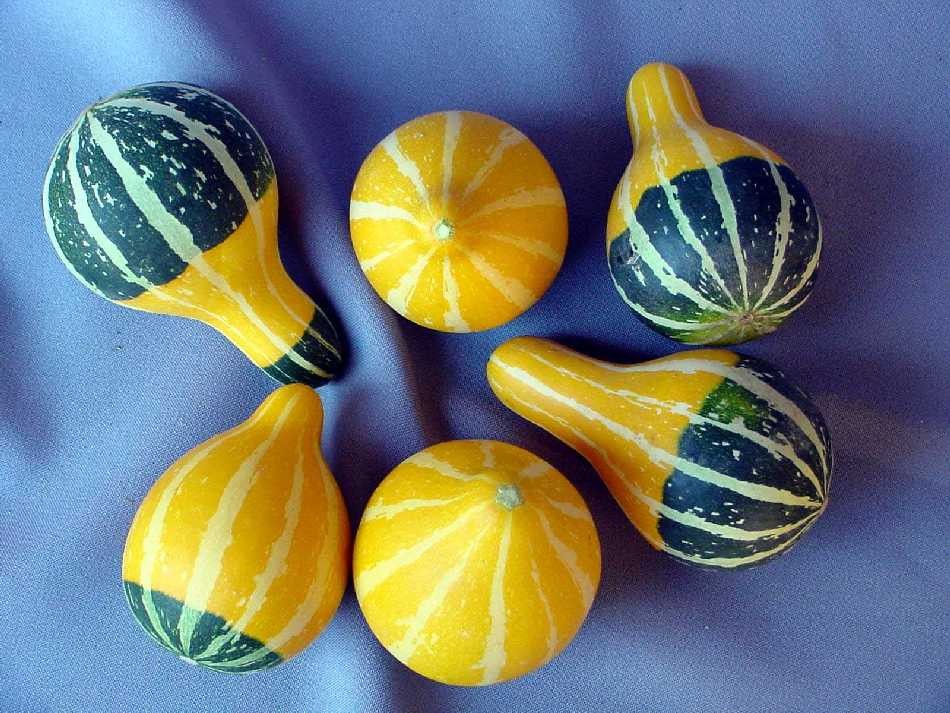 ฟักทองประดับ แพร์ไบคัลเลอร์ - Pear Bi-Color Squash