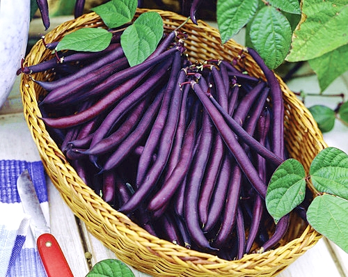 ถั่วแขกสีม่วง - Royal Burgundy Bean
