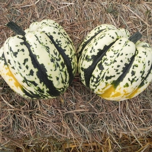 ฟักทองสวีทดัมพริ่ง - Sweet Dumpling Squash