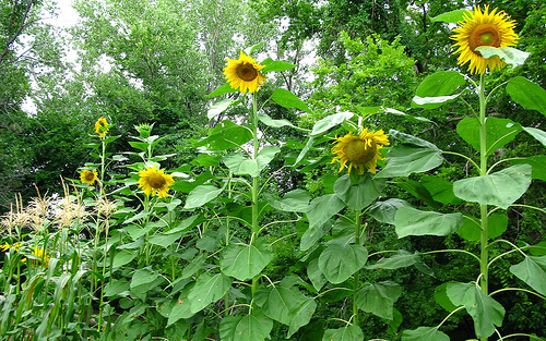 ทานตะวัน สกายสแคปเปอร์ - Skyscraper Sunflower