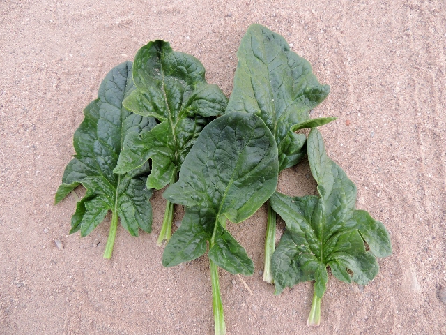 สปินิส ไวรอฟเลย์ - Viroflay Spinach