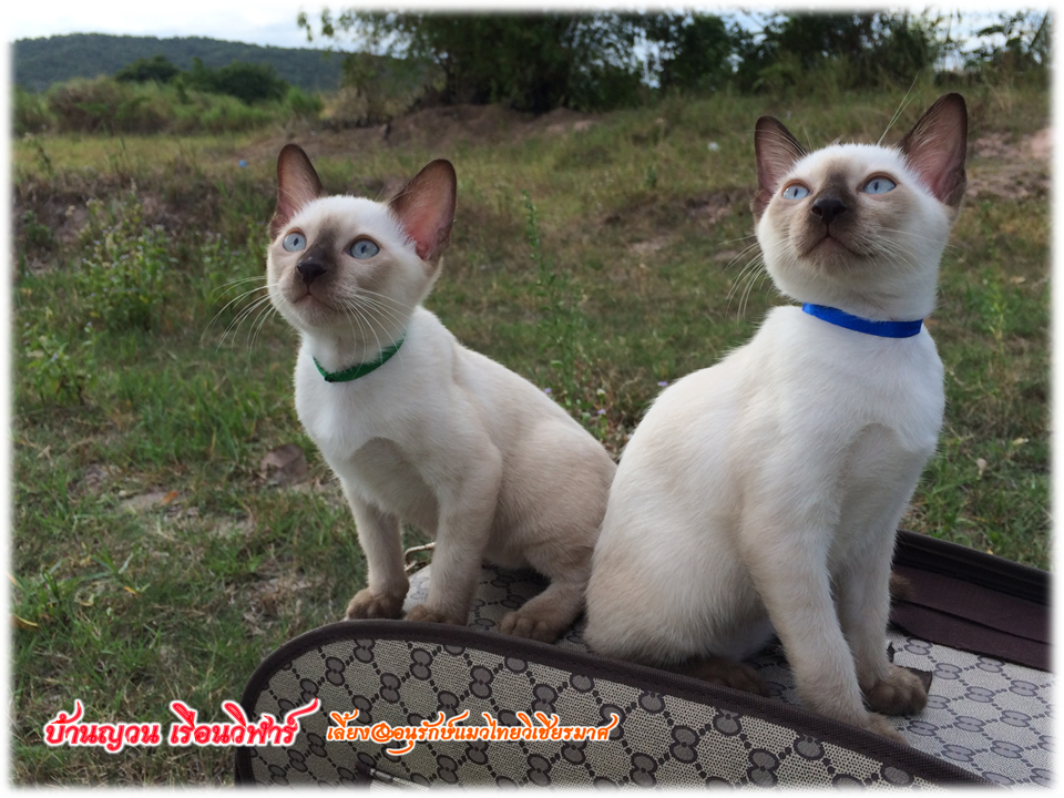 น้องแมว 12/7/2558