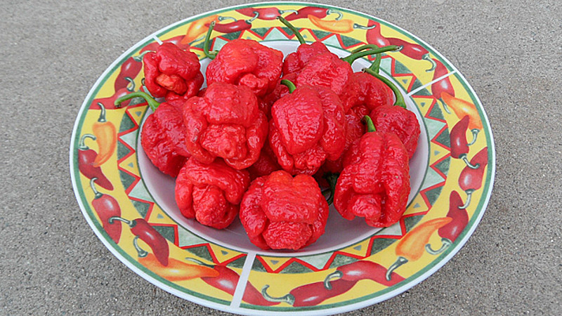 พริกตรินิแดด สกอร์เปียน มอรูก้า (สีแดง) - Trinidad Scorpion Moruga