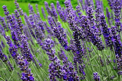 ลาเวนเดอร์ อังกฤษ - English Lavender Flower