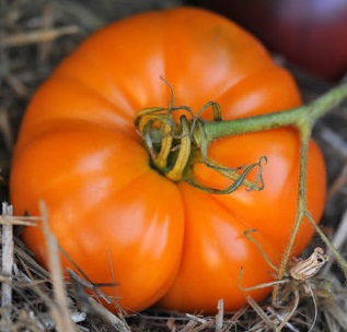 มะเขือเทศ อะมาน่า - Amana Orange Tomato