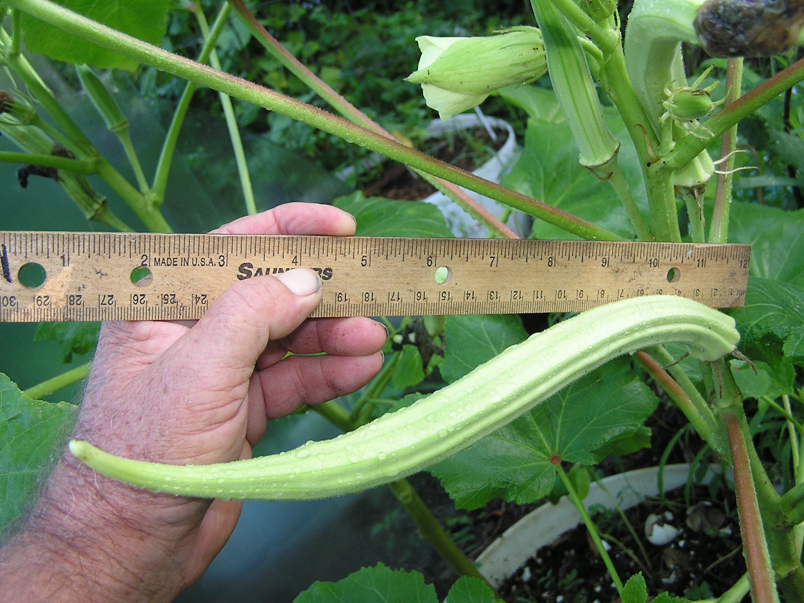 กระเจี๊ยบมอญยาว - Louisiana Long Okra