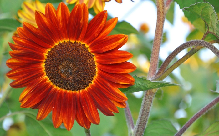 (Whole 1 LB ) ทานตะวันสีแดง - Red Sunflower