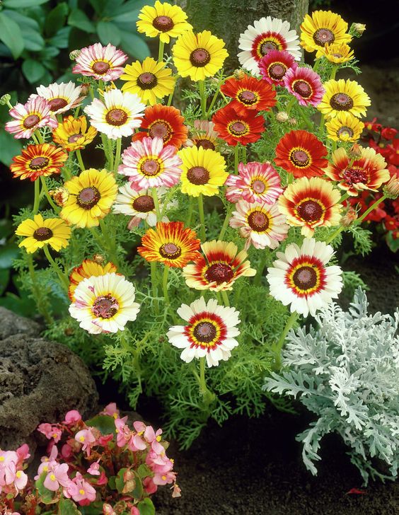 ดอกเดซี่ 3 สี คละสี - Paint Tricolor Daisy Flower