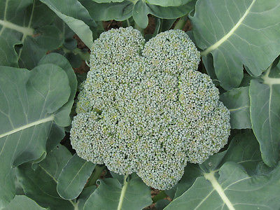 บล็อคโคลี่ พันธุ์ วอทัม29 - Waltham29 Broccoli