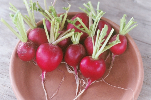 หัวบีช พันธุ์เออรี วอนเดอร์ - Early Wonder Beet