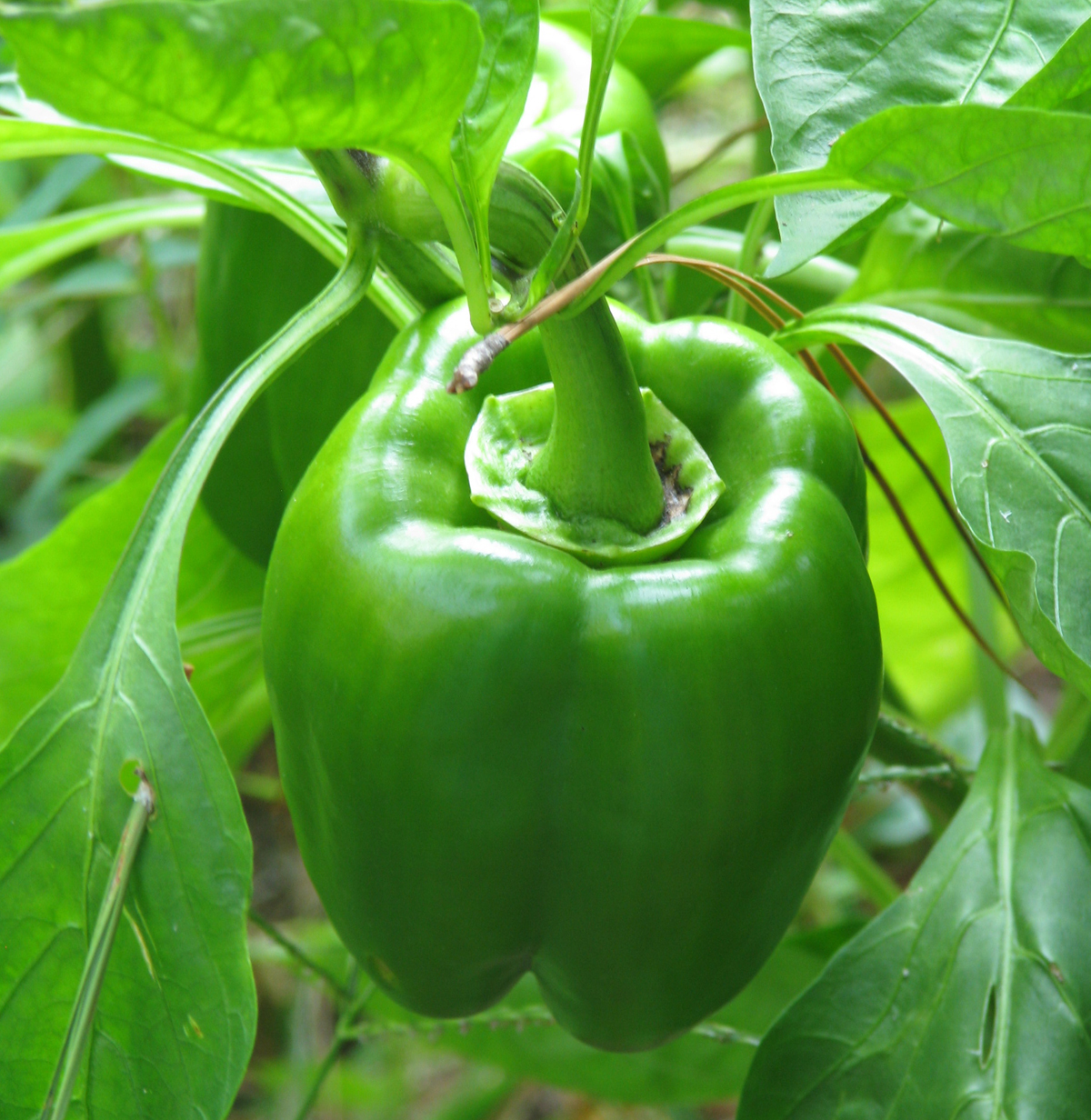 (Whole 1 Oz) พริกหวานสีเขียว - Green Sweet Pepper