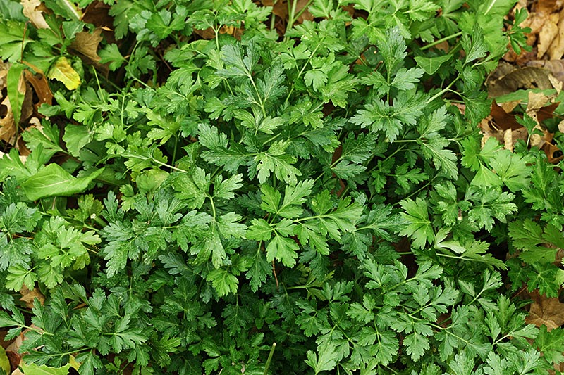 พาสเลย์อิตาเลียน - Flat Leaf Italian Parsley