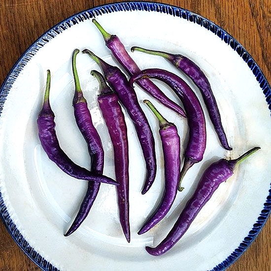 เมล็ดพันธุ์ พริกสีม่วง บูเอน่า มูเลต้า - Buena Mulata Pepper Seed