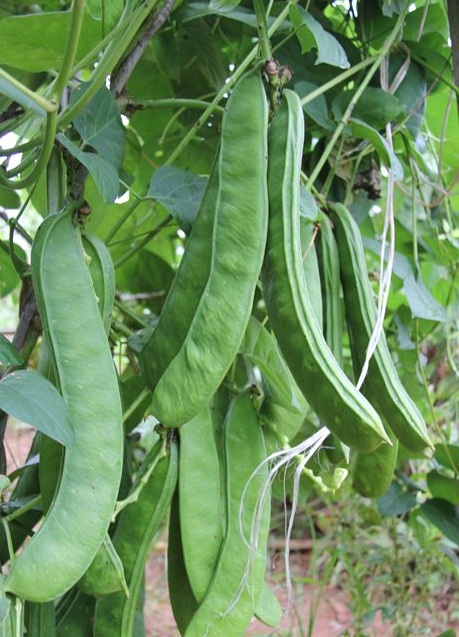 ถั่วฝักดาบแดง - Red Sword Bean