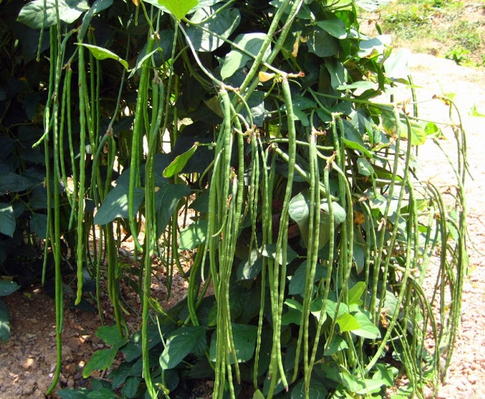 ถั่วฝักยาวใส้ตัน - Green Long Cowpea