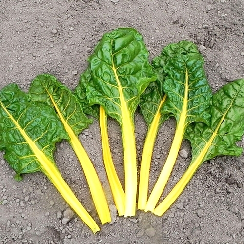 (Whole 1 Oz.) สวิสชาร์ตสีเหลือง - Golden Swiss Chard