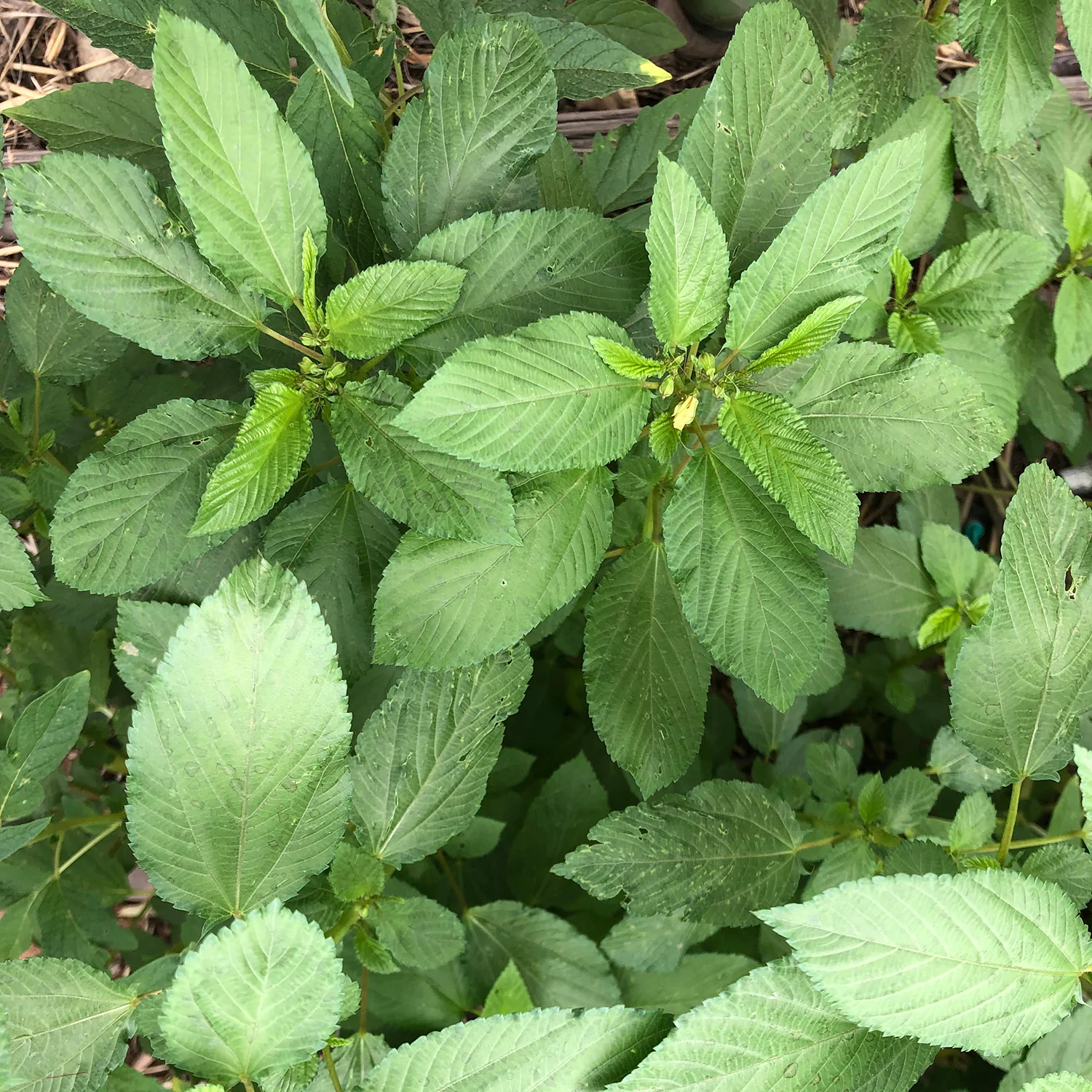 ใบปอ โมโรเฮยะ - Molokhia Egyptian Spinach