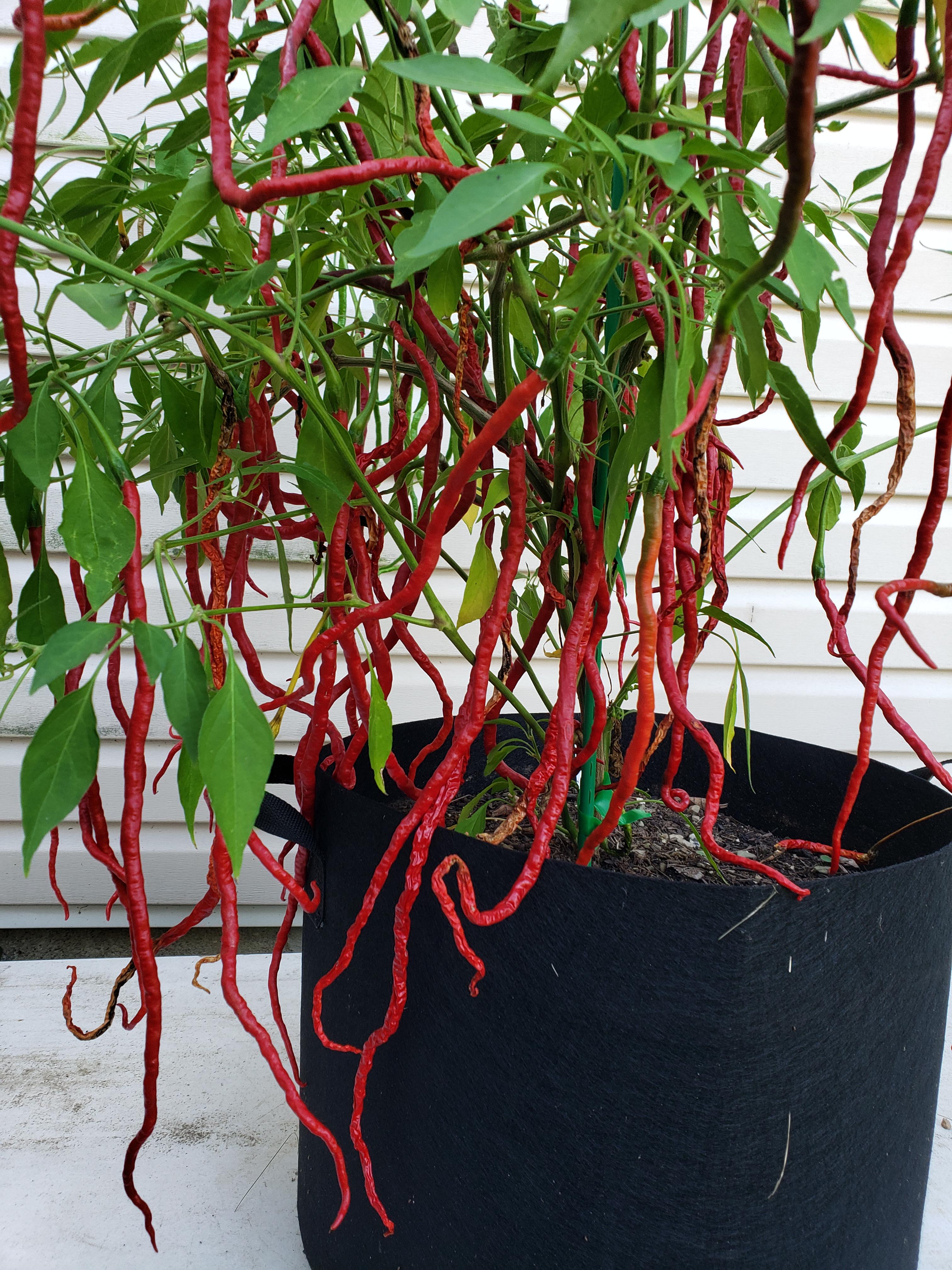 เมล็ดพันธุ์ พริกยาว ธันเดอร์เมาท์เทน ลองฮอร์น -Thunder Mountain Longhorn Pepper Seed