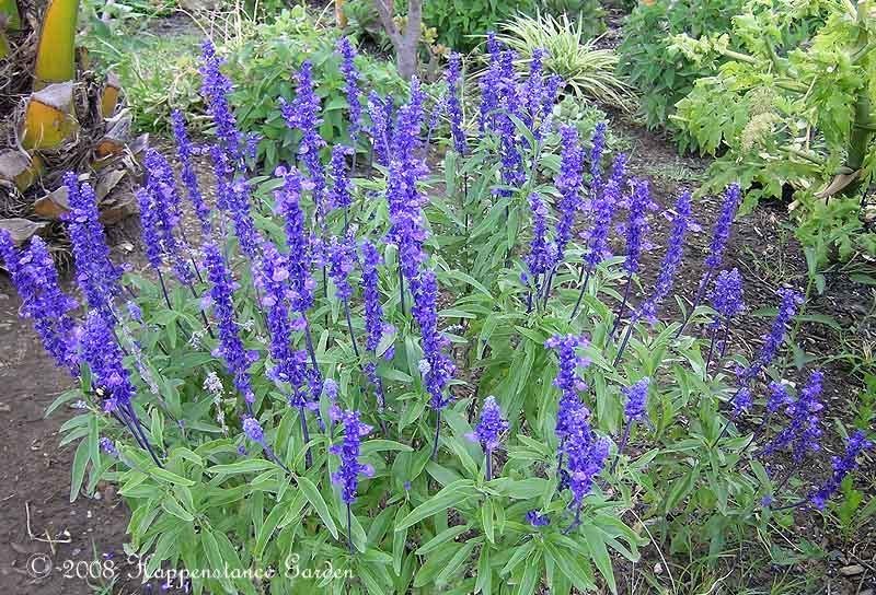 ดอก บลูเสจ - Blue Sage Flower